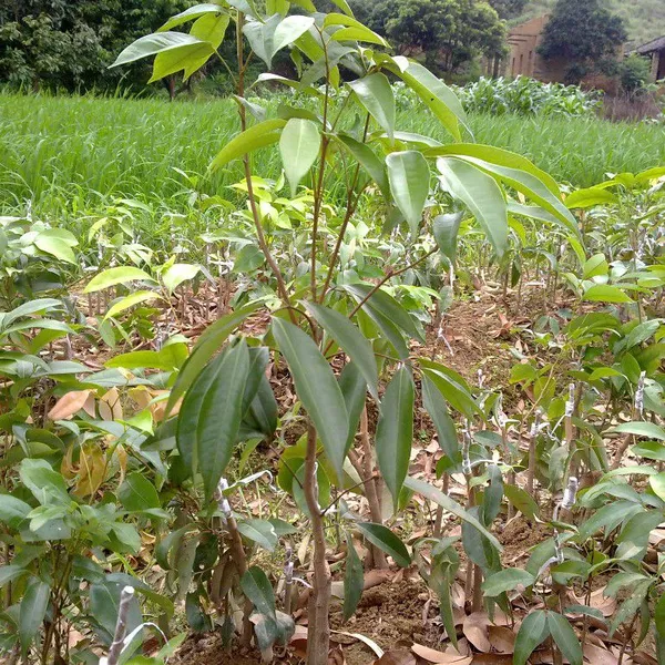 Japan Lychee Trees With Grafting Korea Lychee Trees photo-5