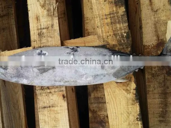 Big Size Belted Bonito and Sarda Orientalis photo-4