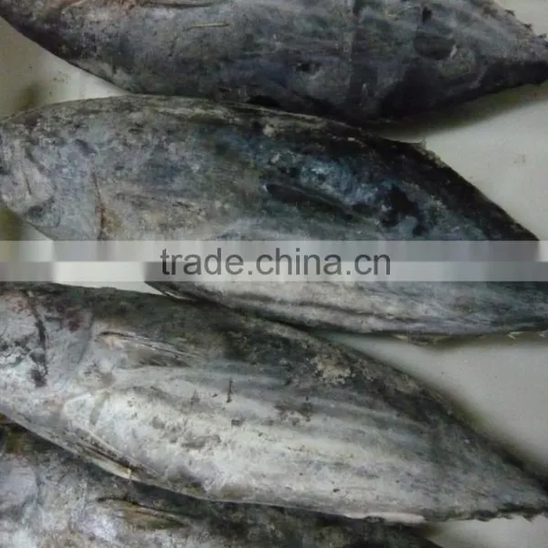 Skipjack Tuna Whole Round photo-2