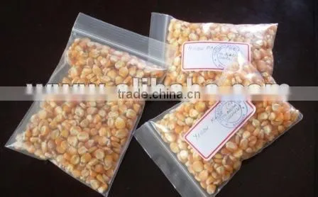 Yellow Maize
