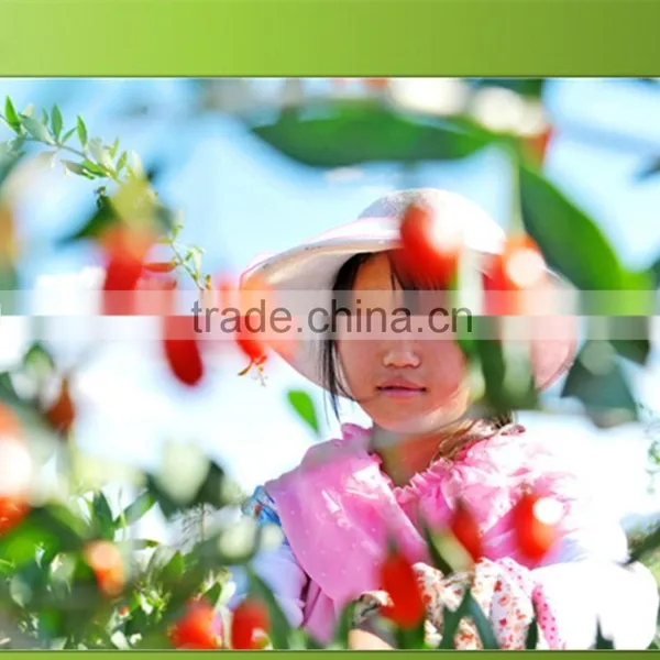 Dried Goji Fruit Without Any Pesticide Residue