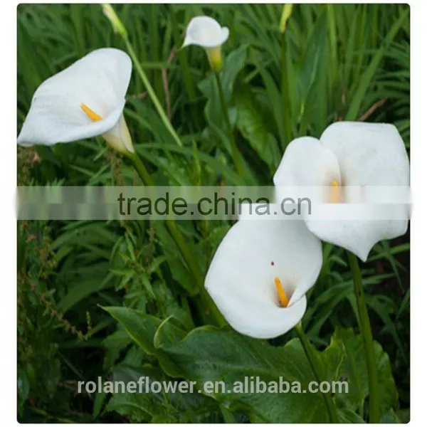 High Quality Fresh Cut Flower White Calla Lily to Express Global photo-5
