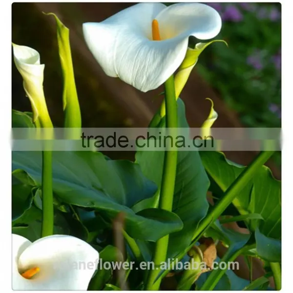 Wholesale High Quality Beautiful Cut White Calla Lily Flower photo-2