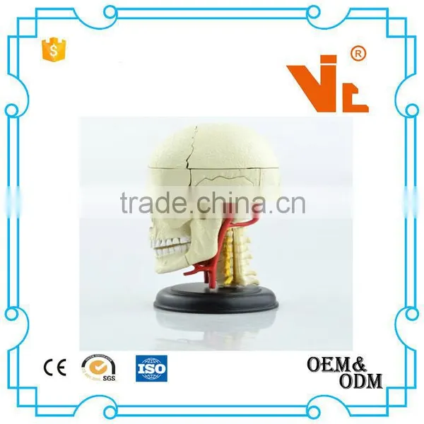 V-HM06 4D MASTER Brain Skull Brain Model photo-2