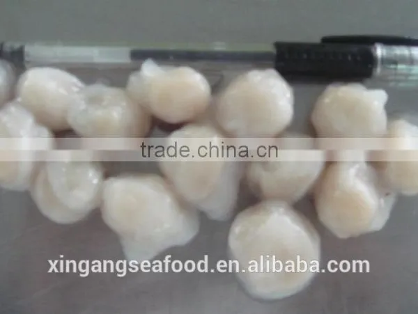 Squid Beaks photo-3