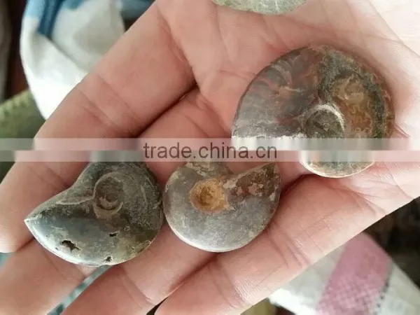 Wholesale Gemstone Natural Ammonite