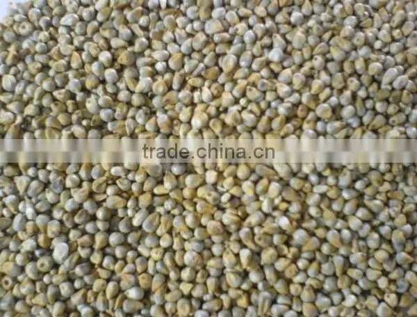 Indian Green Millet Bajra, Gujarat Quality photo-2