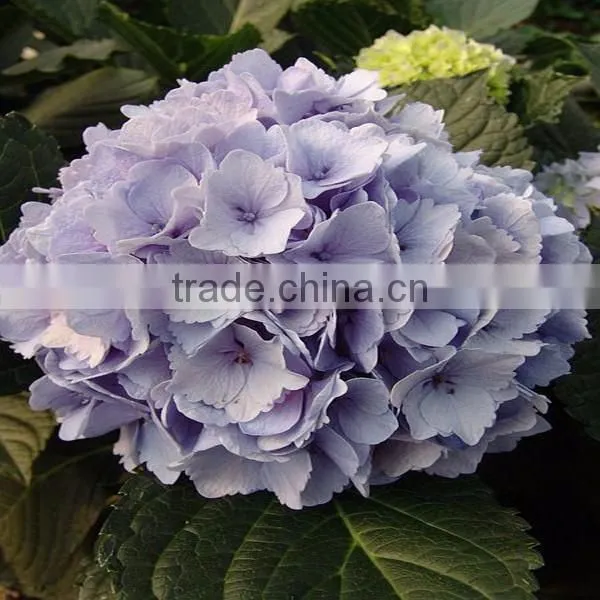 High Grade Hydrangea Flower Export From the Biggest Flower Trading Center in China photo-2