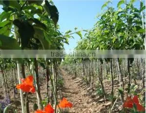 Fiber Reinforced Plastic FRP Stake for Nursery Fruit Trees photo-2