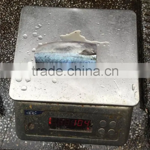 Top Grade Pacific Mackerel HGT 80-100g photo-3