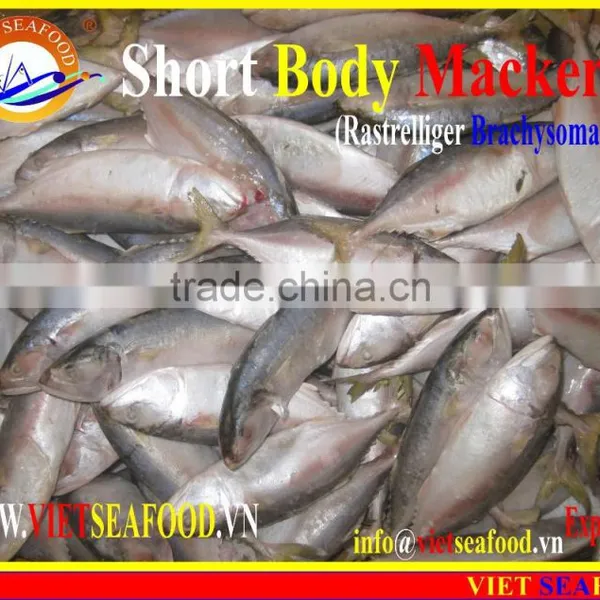 W/R FROZEN SHORT BODY MACKEREL photo-3