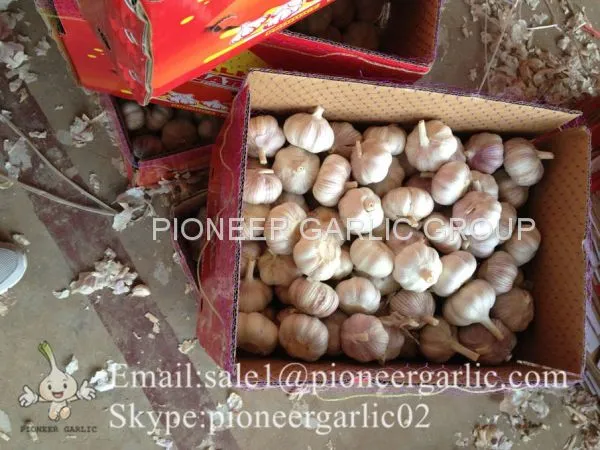 New Crop 4.5cm Normal White Fresh Garlic In 10 kg Box Packing photo-4