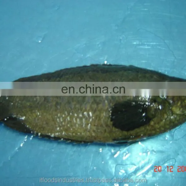 Frozen Common Climbing Perch-Koi (Anabas Testudineus) photo-4