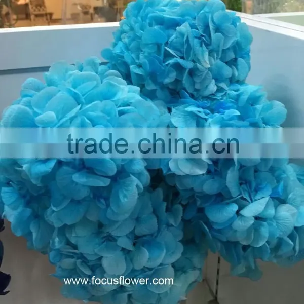 Wholesale Preserved Flower White Hydrangea With High Quality photo-3
