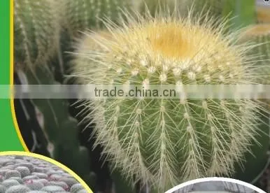 Mammillaria Spinosissima 8.5cm Mini Cactus Succulent Indoor Plants Bonsai Nursery Echinocactus Grusonii Cereus Cacti photo-2