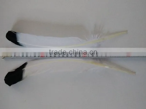 White Turkey Quills With Black Tips photo-2