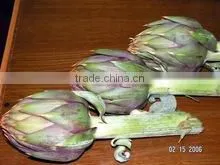 Best Quality Egypt Artichoke