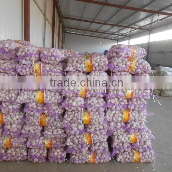 2014 Fresh Garlic