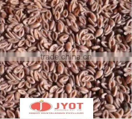 QUALITY PSYLLIUM SEED