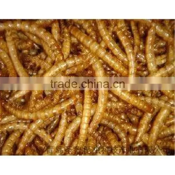 Pet Food Suppliers Dried Crickets //dried Mealworms //dried Grasshopper photo-2