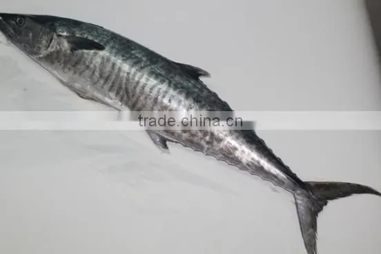 Wholesale Competitive Price Fresh Frozen Spanish Mackerel photo-2
