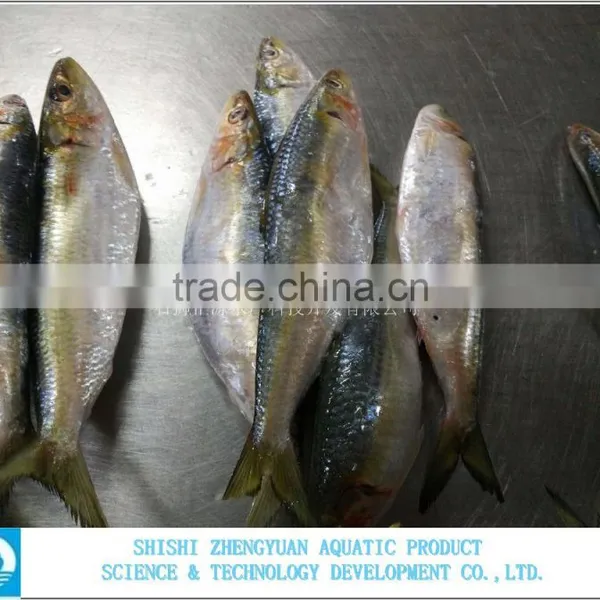 Best Price Frozen Sardine Fish photo-3