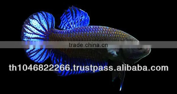 Wholesale Betta Fish / Ornamental Fish photo-4