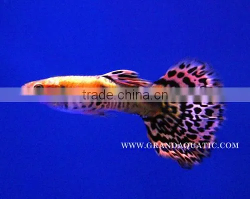 Guppy Fish / Ornamental Fish Exporter photo-4
