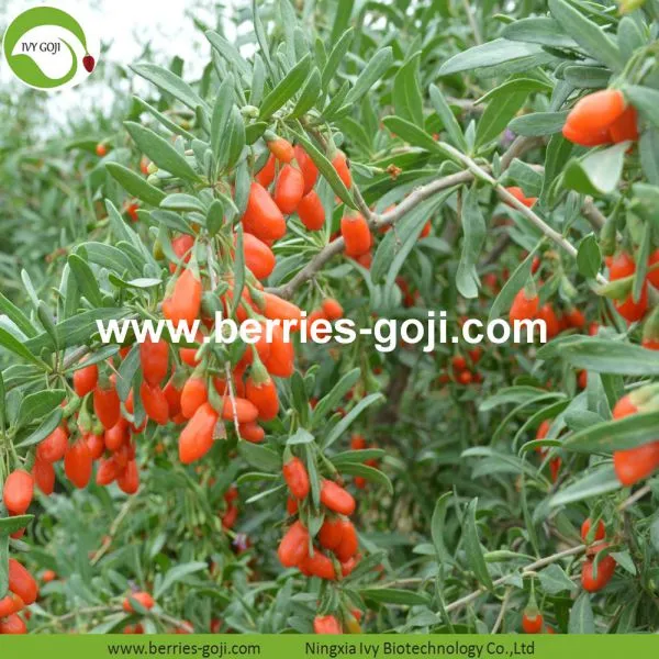 Factory Supply Nutrition Dried Lycium Berry photo-2