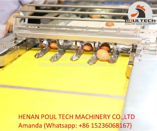 Egg Packing Machine photo-4