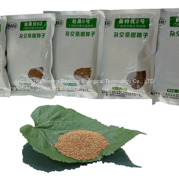 Mulberry Seeds Mulberry Tree Seedling Guangxi Sang te You 2 Mulberry for Sericulture