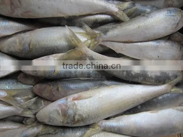 Sardine For Pacific Mackerel Bait