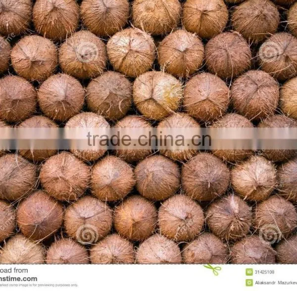 Bulk Sale for Semi Husked Coconuts photo-6