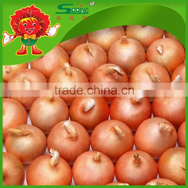 Best Pearl Onions Fresh Yellow Onion Types Low Price for Sale photo-2