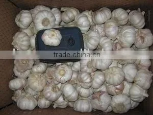 Fresh Garlic