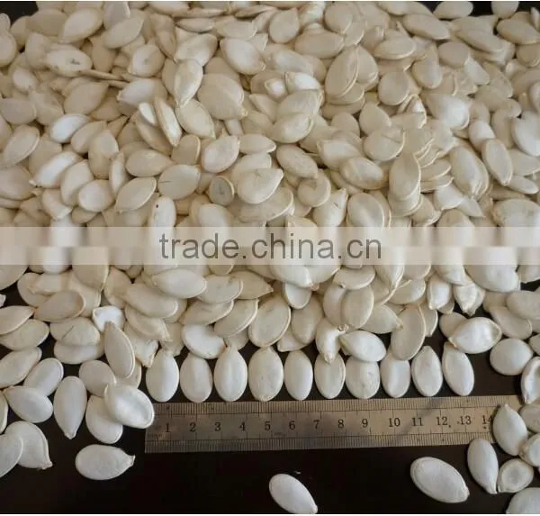 Snow White Pumpkin Seeds 9-14CM, 11-13MM photo-4
