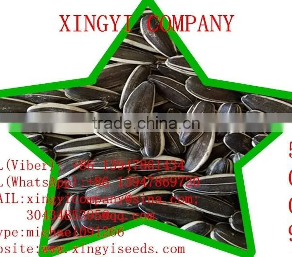 Cheap Bulk Chinese Sunflower Seeds 5009 24/64 in 2015 photo-4