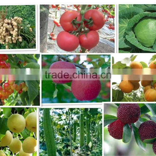 Agriculture Grade Liquid Chitosan Organic Fungicide and Fertilizer photo-5