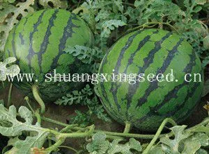 Early Matured Yellow Flesh Hybrid Watermelon Seeds Small Phoenix photo-3