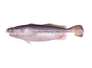 WR Frozen King Weakfish