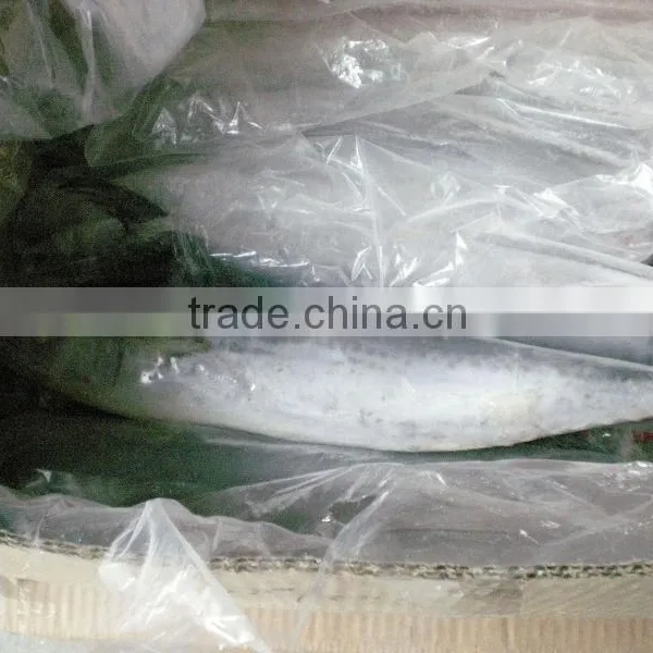 Frozen Spanish Mackerel for Sale or Scomberomorus Niphonius photo-5