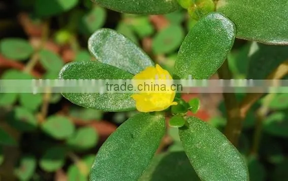 Portulacaceae ,Portulaca, Flower Seeds , Herb Seed,vegetalbe Seed,fruit Seed,grass Seed photo-6