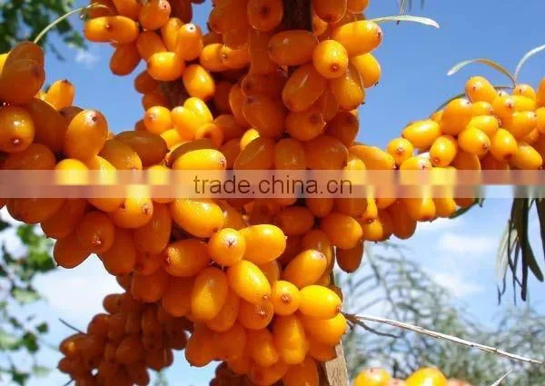 100 Pure and Natural Seabuckthorn Essential Oil