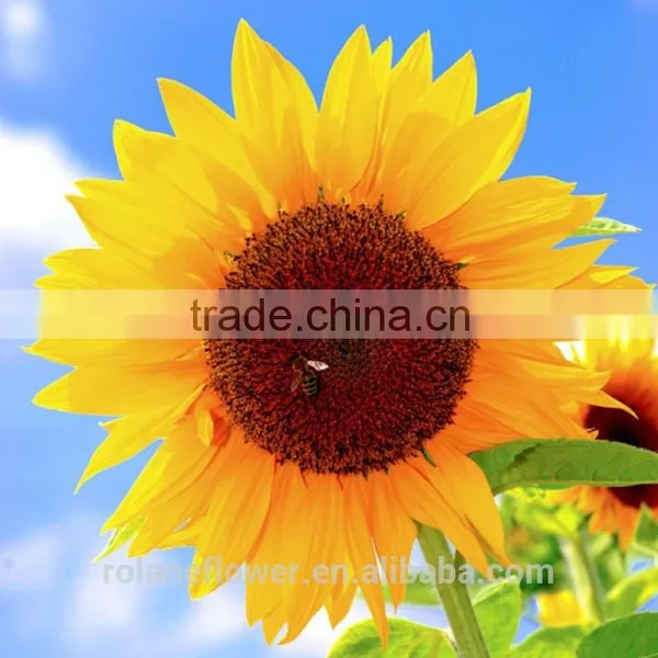 Hot Sale New Product China Fresh Lily Flower for Women's Day photo-5