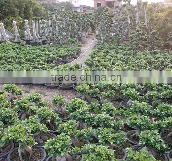Ficus Ginseng Microcarpa Bonsai Tree Taiwan Ficus Banyan Fig Indoor Ornamental Plants Nursery photo-5