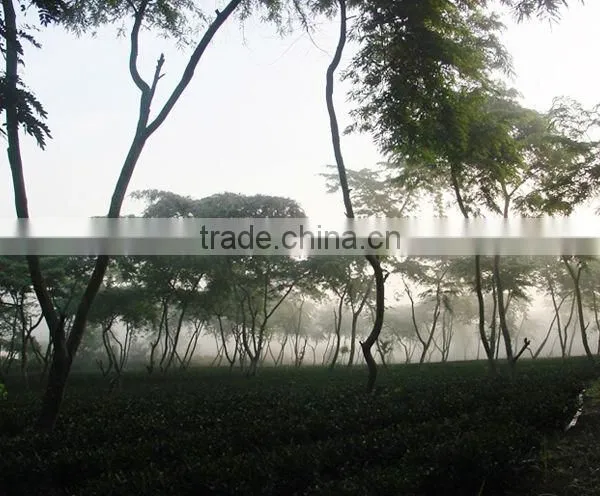 Organic Oriental Beauty Tea photo-3