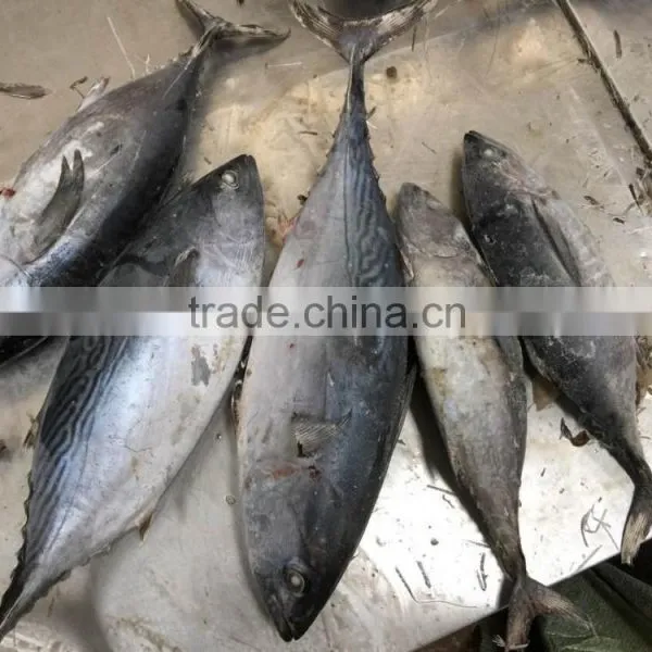 2016 High Quality Tuna 750g up photo-2