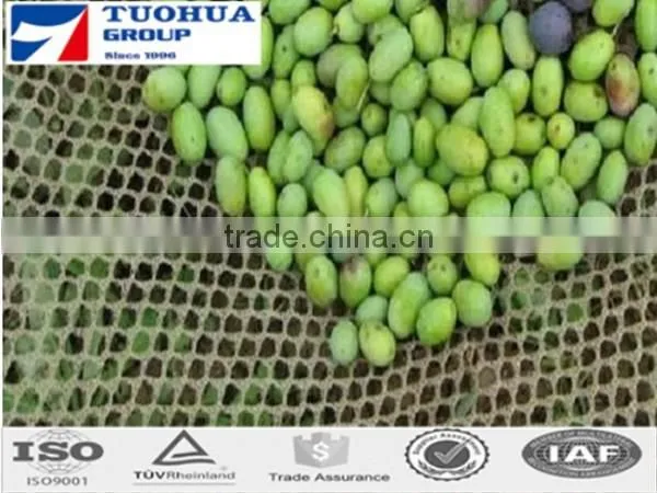 Olive Tree Nets in Harvesting photo-6