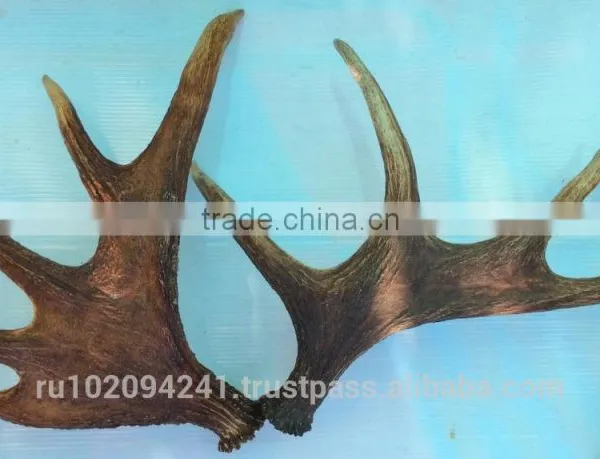 Dry Elk Antlers