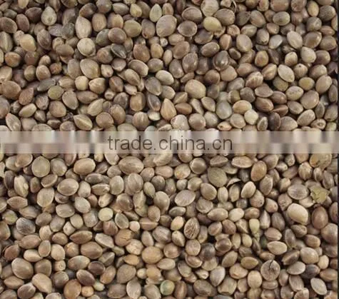 Hot Selling Wholesale Agricultural Hemp Seeds photo-2